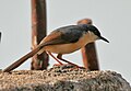 Rostbauchprinie  (Prinia socialis, Kat. )