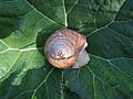 Weinbergschnecke, Benninger Ried, bei Memmingen