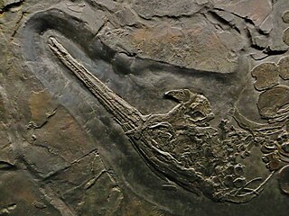 <i>Besanosaurus</i> Genus of Triassic ichthyosaur