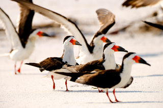 <span class="mw-page-title-main">Black skimmer</span> Species of bird