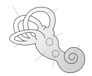 <span class="mw-page-title-main">Vestibule of the ear</span> Central part of the bony labyrinth