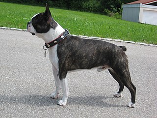 <span class="mw-page-title-main">Boston Terrier</span> Dog breed