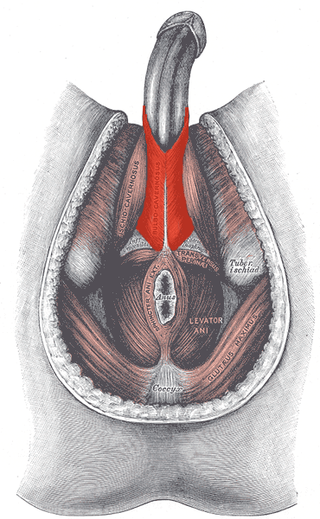 <span class="mw-page-title-main">Bulbospongiosus muscle</span> Superficial muscle of the perineum