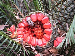 Cone aberto, mostrando as sementes, de Macrozamia communis.