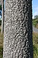 Trunk and bark. Auckland BG.