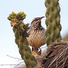 A wren next to a nest lined with feathers. While nesting in jumping cholla is preferred, this wren has chosen another, less spiny, species of cholla. Cactus Wren (14690478833).jpg