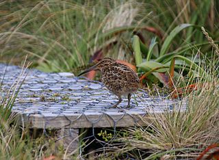 <span class="mw-page-title-main">Austral snipe</span> Genus of birds