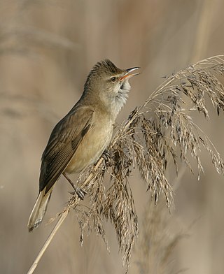 <i>Acrocephalus</i> (bird) Genus of birds