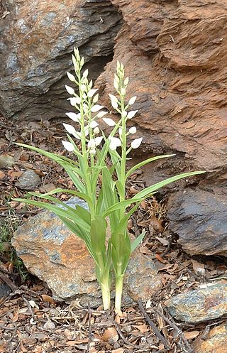 <i>Cephalanthera longifolia</i> Species of orchid