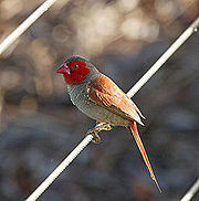 Crimson Finch (Female).3.jpg