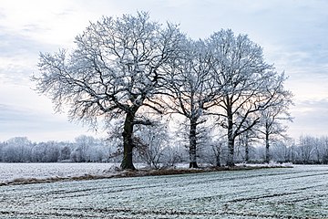 Dülmen, Kirchspiel, Dernekamp, Bäume (2021)