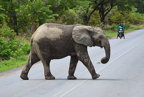 cette photo de l'éléphant traversant la route a été prise dans le park Tambi KABORE dans la province du zoundwéogo, près de PÔ. Photographe: YABRE CLAUDE