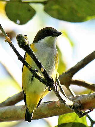 <span class="mw-page-title-main">Yellow-sided flowerpecker</span> Species of bird