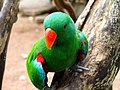 Edelpapagei (Eclectus roratus), Männchen