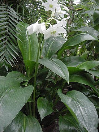 <i>Eucharis <span style="font-style:normal;">×</span> grandiflora</i> Species of flowering plant