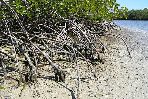 Mangrove trees protect the shore from erosion