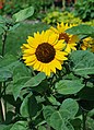 * Nomination Sunflower.Jardin des Plantes, Paris Alvesgaspar 15:29, 11 September 2011 (UTC) * Promotion Good quality. --Someone35 16:38, 15 September 2011 (UTC)