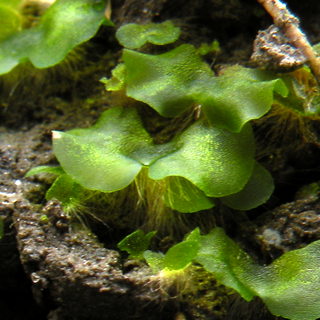 <span class="mw-page-title-main">Gametophyte</span> Haploid stage in the life cycle of plants and algae