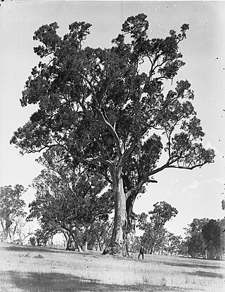 <span class="mw-page-title-main">Donovans, South Australia</span> Town in South Australia