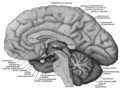 Mesal aspect of a brain sectioned in the median sagittal plane.