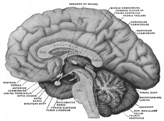 <span class="mw-page-title-main">Habenula</span>