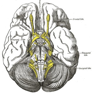 <span class="mw-page-title-main">Interpeduncular fossa</span> Brain segment