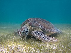 Chelonia mydas (Cheloniidae)