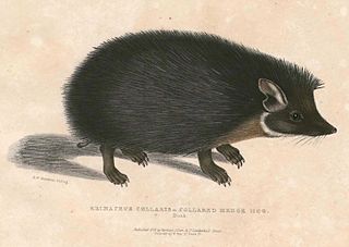 <span class="mw-page-title-main">Indian long-eared hedgehog</span> Species of mammal