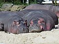 Hippopotamus (Hippopotamus amphibius) in Emmen Zoo, the Netherlands.