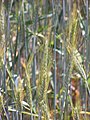 Hordeum vulgare