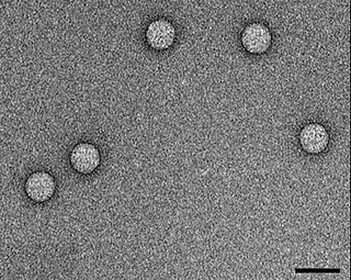 <span class="mw-page-title-main">Enterovirus 71</span> Species of virus