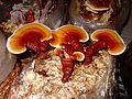 Grown lingzhi mushroom