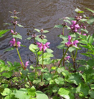 <i>Lamium maculatum</i> Species of plant