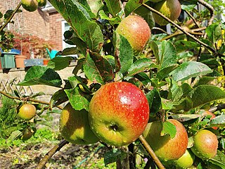 <span class="mw-page-title-main">Lord Lambourne (apple)</span> Apple cultivar