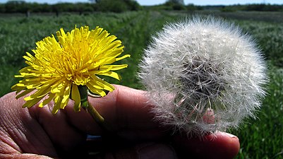 Maskrosor, en i blom och en i fröställning