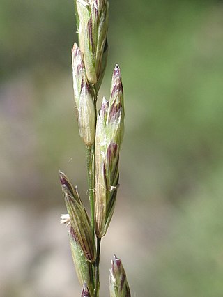 <span class="mw-page-title-main">Meliceae</span> Tribe of grasses