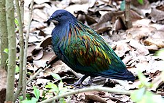 A Nicobar pigeon, the closest living relative of the Rodrigues solitaire and the dodo.