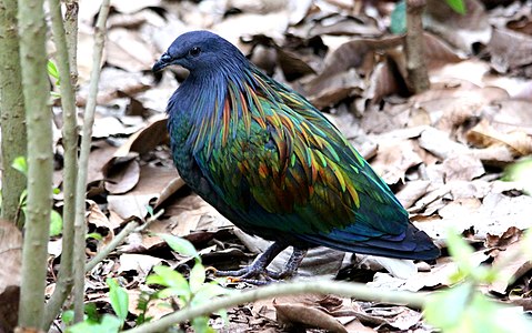 El colom de Nicobar és el parent viu més proper del dodo