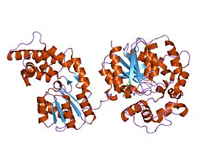 Epoxide hydrolase 2 Protein-coding gene in the species Homo sapiens