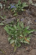 Penstemon ovatus