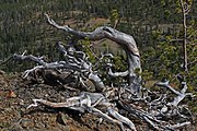 Een Krummholz asgrijze den in het Wenatchee National Forest in de Amerikaanse staat Washington