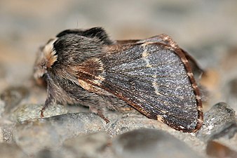 Poecilocampa populi, ♂