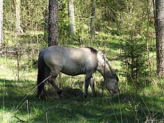 Cheval gris broutant en bordure de forêt