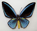 Ornithoptera priamus (Ornitottera Priamo) (Papilionidae)