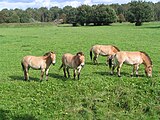 Przewalski paarden