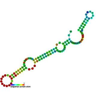 <span class="mw-page-title-main">U5 spliceosomal RNA</span>