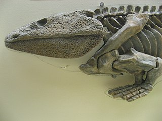 <i>Ichthyostega</i> Extinct genus of tetrapodomorphs