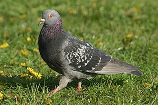 pigeon biset