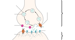 <span class="mw-page-title-main">Neurotransmitter</span> Chemical substance that enables neurotransmission