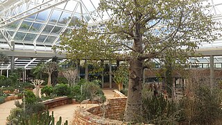 <span class="mw-page-title-main">Kirstenbosch National Botanical Garden</span> Botanical garden at the foot of Table Mountain in Cape Town